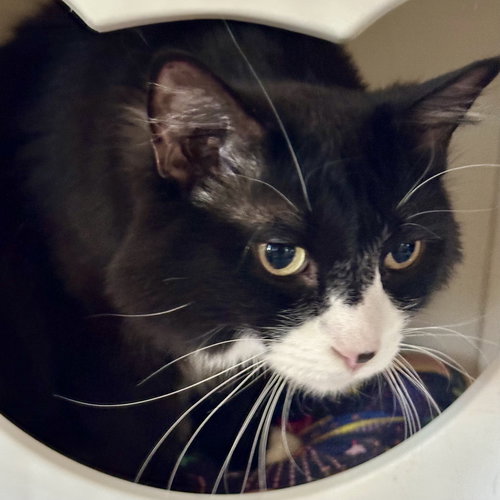 MOOSE (AND HEIDI) - Domestic Medium Hair available for adoption