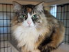 Heidi (and Moose) - Photo 1