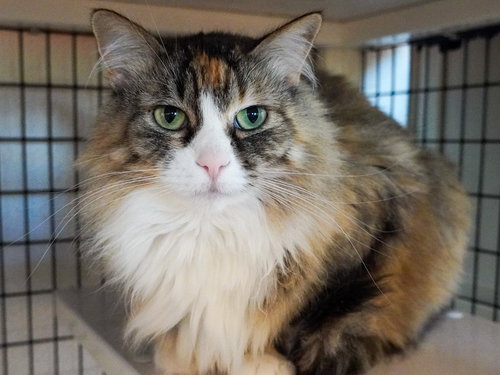 HEIDI (AND MOOSE) - Domestic Medium Hair available for adoption