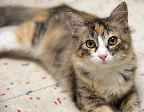 HEIDI (AND MOOSE) - Domestic Medium Hair available for adoption