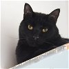 adoptable Cat in , NM named Rocky Boy [Permanent Foster]