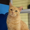 Lucky Lovebug [Permanent Foster] - Photo 2