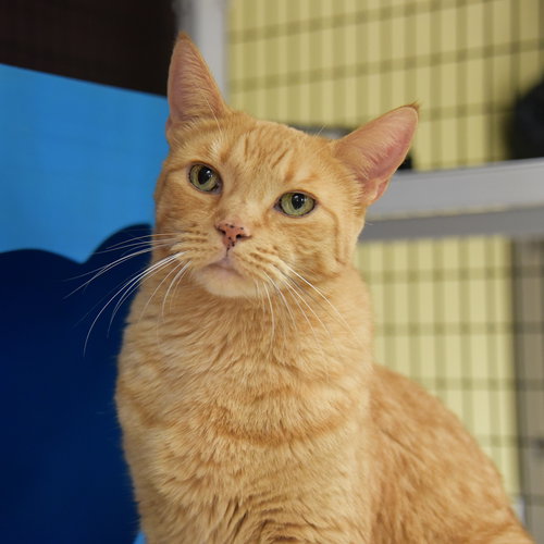 LUCKY LOVEBUG [PERMANENT FOSTER] - Domestic Short Hair available for adoption