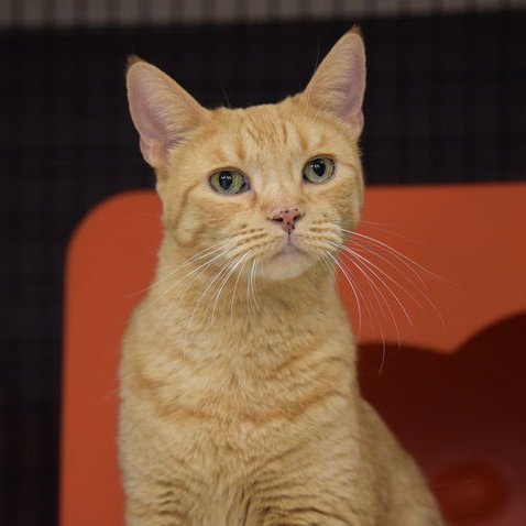 adoptable Cat in SF, NM named Lucky Lovebug