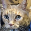 Lucky Lovebug [Permanent Foster] - Photo 3