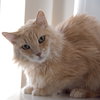 Sunny [Permanent Foster] - Photo 2