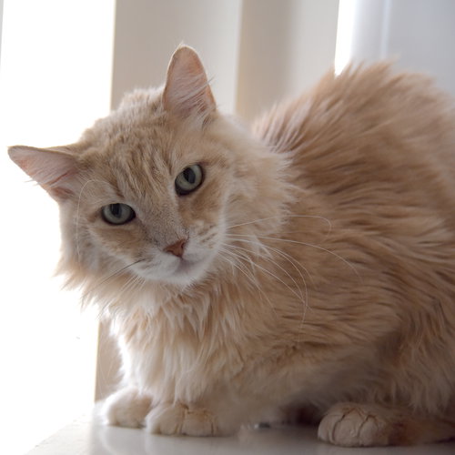 SUNNY [PERMANENT FOSTER] - Domestic Medium Hair available for adoption