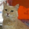 adoptable Cat in , NM named Sunny [PF]