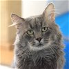 adoptable Cat in , NM named Shadow [PF]