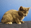 Soulay [Permanent Foster] - Photo 2
