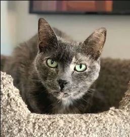 adoptable Cat in SF, NM named Soulay