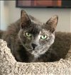 adoptable Cat in , NM named Soulay