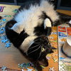 Jonesy [Permanent Foster] - Photo 4