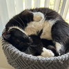 Jonesy [Permanent Foster] - Photo 2