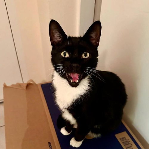 JONESY [PERMANENT FOSTER] - Domestic Short Hair available for adoption