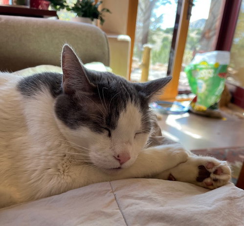 CLARK - Domestic Short Hair available for adoption
