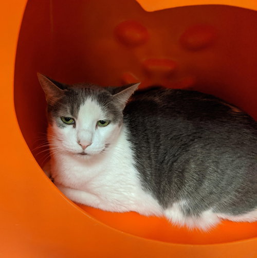 Clark — Domestic Short Hair / Mixed (short coat)