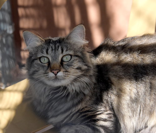 Lola, an adoptable Maine Coon in Santa Fe, NM