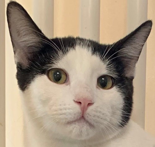 SHAE [PERMANENT FOSTER] - Domestic Short Hair / Turkish Van available for adoption