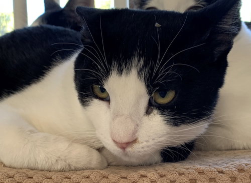 SHAI [PERMANENT FOSTER] - Domestic Short Hair available for adoption