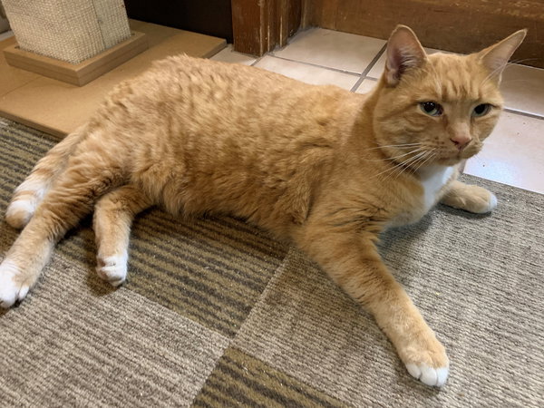 Gus