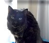 adoptable Cat in , NM named Starr