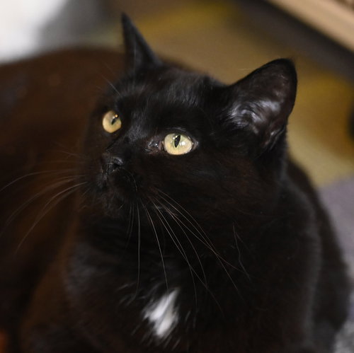 TAYLOR - Domestic Short Hair available for adoption
