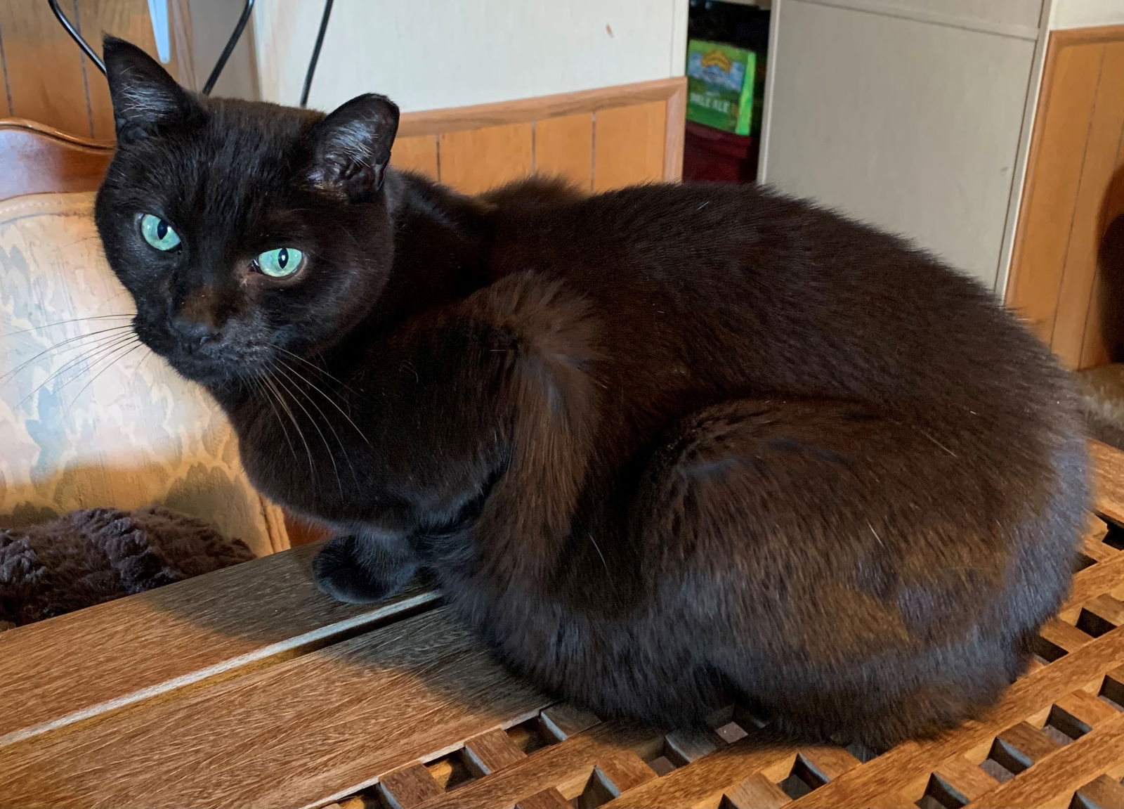 adoptable Cat in SF, NM named Jet Boy [Permanent Foster]