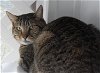 adoptable Cat in sf, NM named Razin [PF]