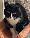 adoptable Cat in , NM named Sassy Face [Permanent Foster]