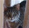 adoptable Cat in sf, NM named Juniper