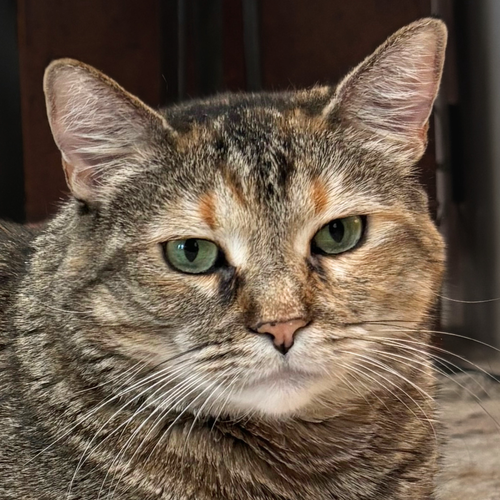 Tiger Lily, a cat for adoption from Felines & Friends New Mexico