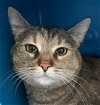 adoptable Cat in , NM named Tiger Lily