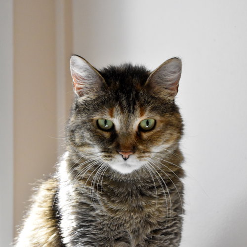 Photo 4 of Tiger Lily