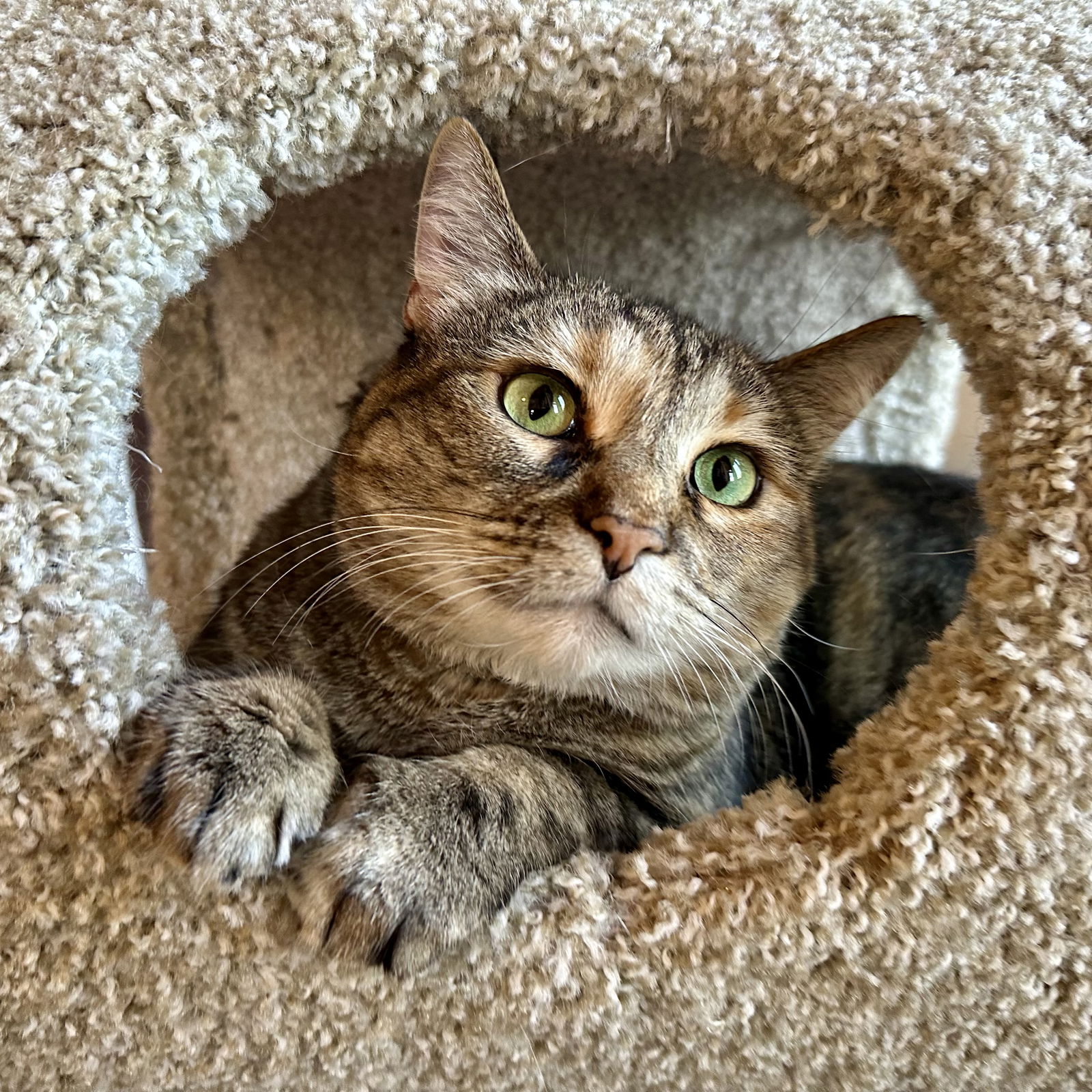 adoptable Cat in SF, NM named Tiger Lily