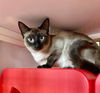 adoptable Cat in sf, NM named Santa Rosa