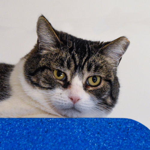 TOPPER [AND VICTORY] - Domestic Short Hair available for adoption