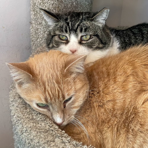 TOPPER [AND VICTORY] - Domestic Short Hair available for adoption