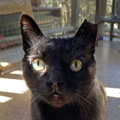 Yakko, an adoptable Domestic Short Hair in Santa Fe, NM