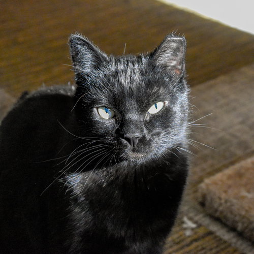 YAKKO - Domestic Short Hair available for adoption