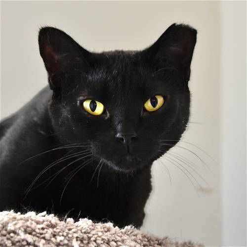 adoptable Cat in SF, NM named Dot (El Medio 2)