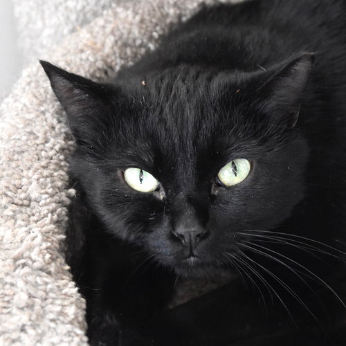 WACKO - Domestic Short Hair available for adoption