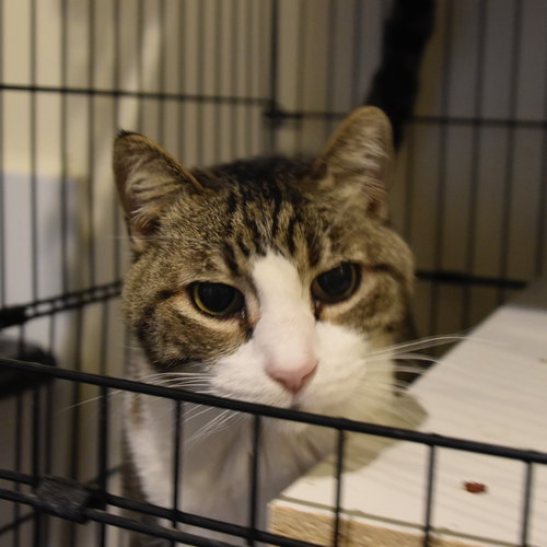 STEVIE [PERMANENT FOSTER] - Domestic Short Hair available for adoption