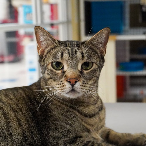 SNUGGIE [AND QUILT] - Domestic Short Hair available for adoption