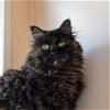 adoptable Cat in sf, NM named Linda