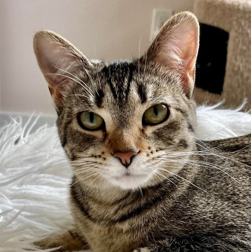 Blair, an adoptable Domestic Short Hair in Santa Fe, NM