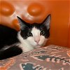 adoptable Cat in , NM named Paddy