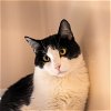 adoptable Cat in sf, NM named Paddy