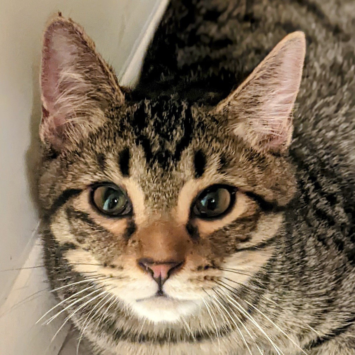Cats for Adoption in Las Vegas, New Mexico Alpha Paw