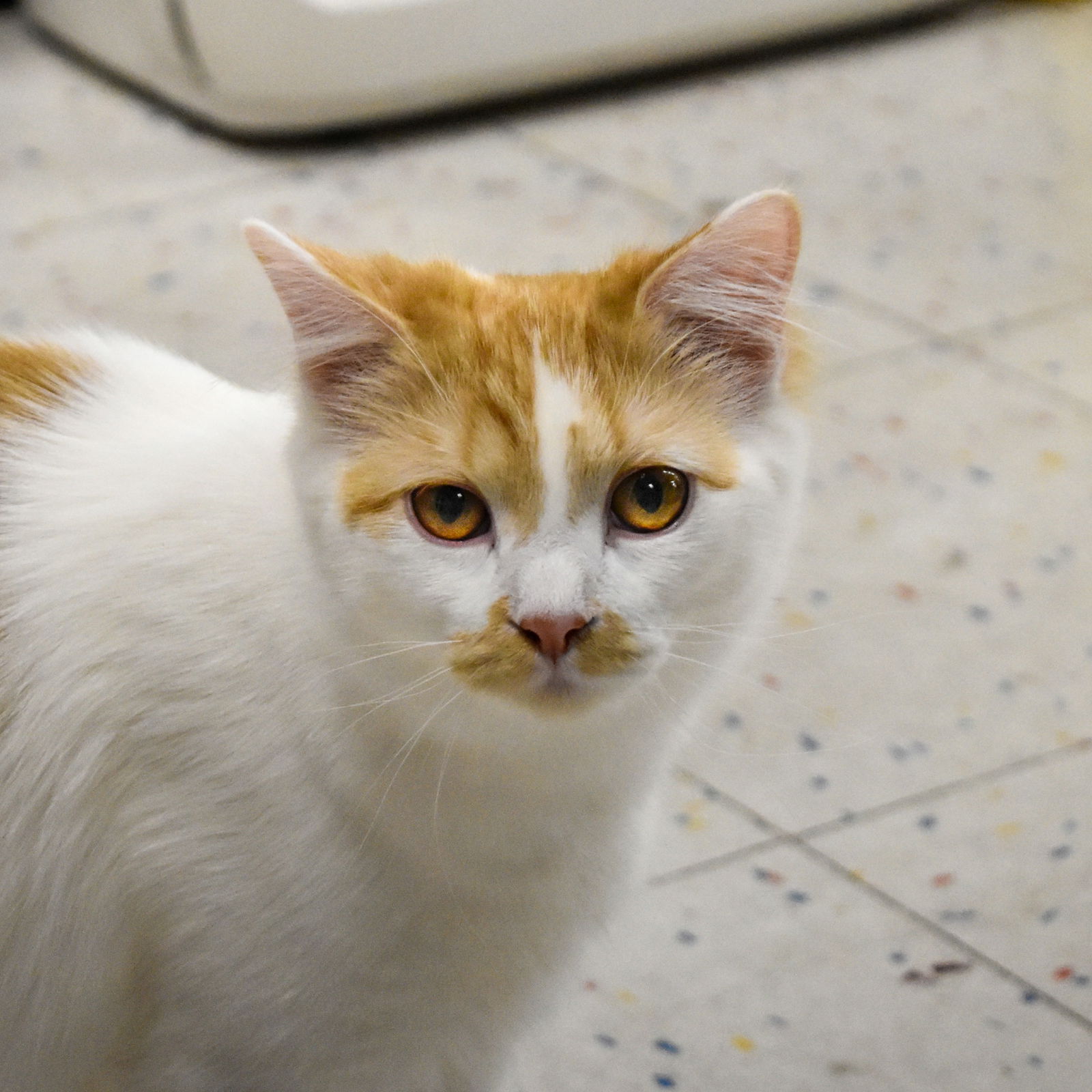 adoptable Cat in SF, NM named Radio GaGa (and Rhapsody)